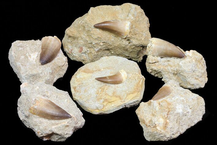 Lot: - Fossil Mosasaur Teeth In Rock - Pieces #77167